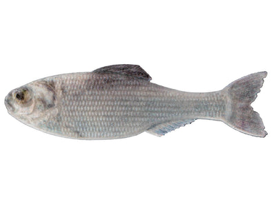 6th Sense Panorama Live Shad
