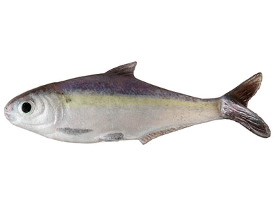 True Bass Fishing Texas Shad 6 Line Thru  Blueback Herring