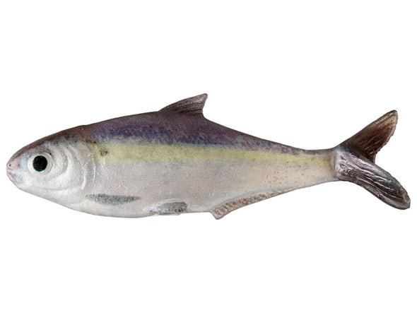 True Bass Fishing Texas Shad 6 Line Thru  Blueback Herring