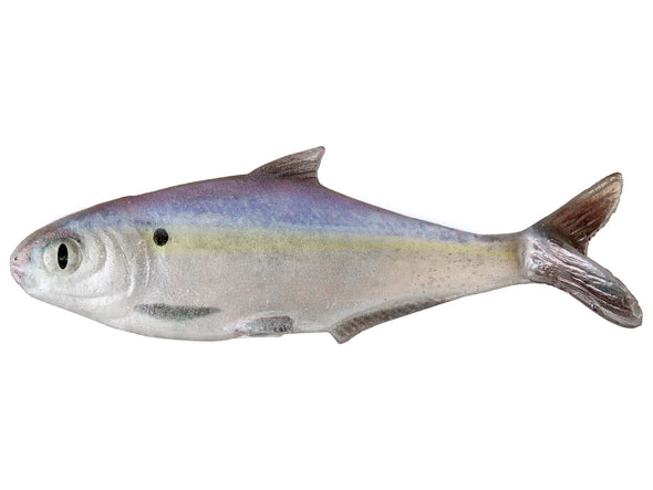 True Bass Fishing Texas Shad 6 Line Thru DA Special