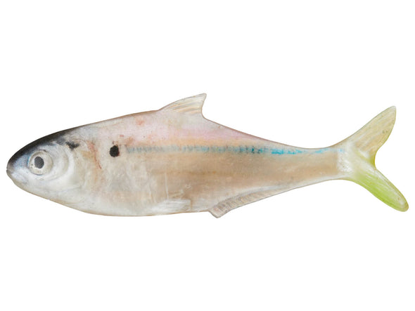 True Bass Fishing Texas Shad 6 Line Thru TVA Shad