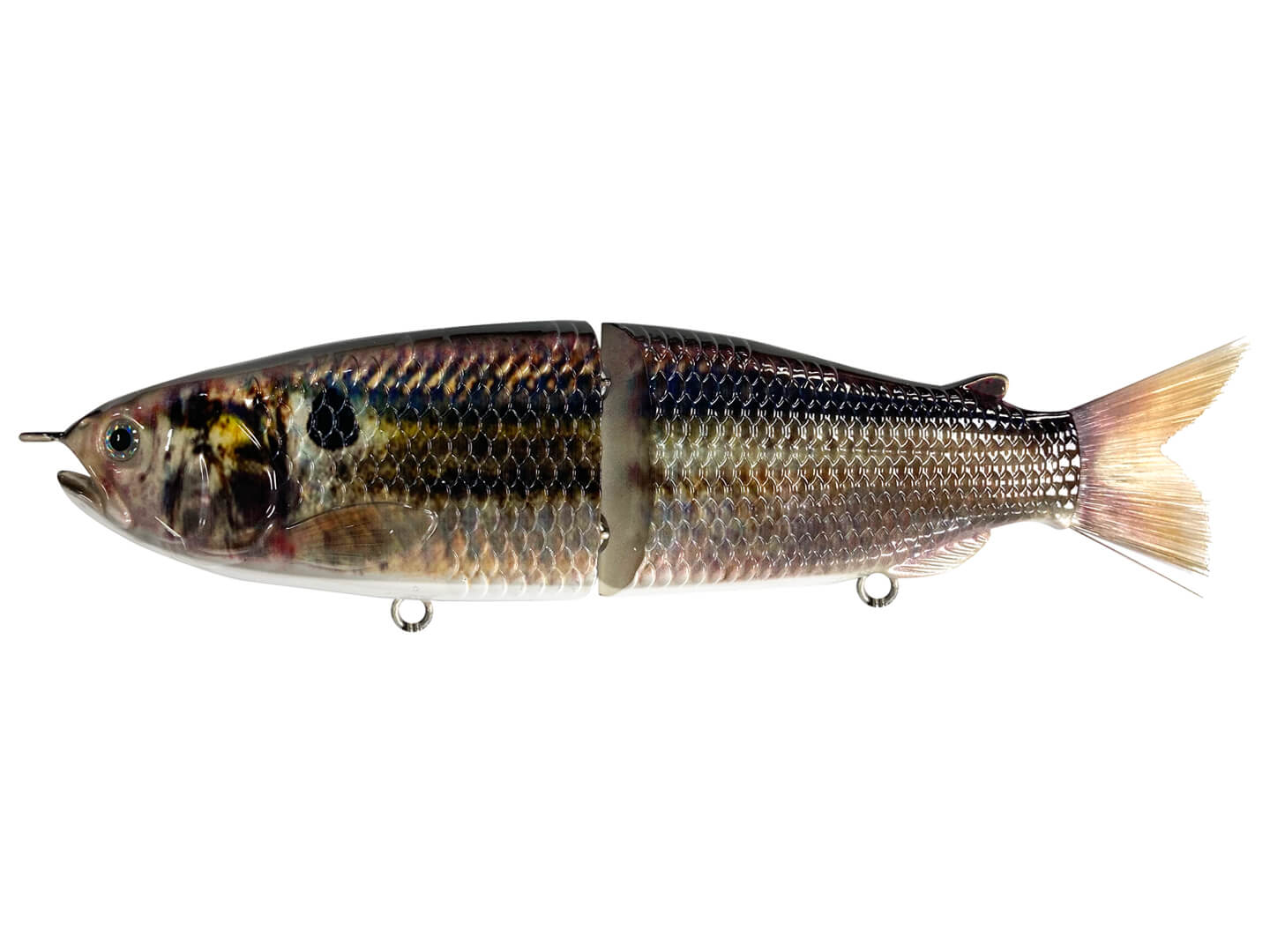 https://www.harpethriveroutfitters.com/cdn/shop/products/cali-glide-customs-the-follow-threadfin-shad_1440x.jpg?v=1703186676